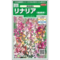 花の種】除虫菊 白花 ムシヨケギク 0.25ｍｌ 約７０粒 - メルカリ