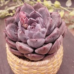 四種発送	R218	パープルストーン	【イータニク】多肉植物　韓国苗