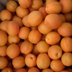 あんず農園の信陽杏2キロ目立った傷無し