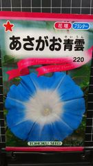 あさがお 青雲 朝顔 種 ３袋セット