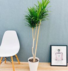 現品］20番 カシワバゴムの木 フィカス リラータ ストレート 8号