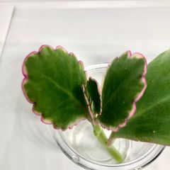 【多肉植物】 胡蝶の舞錦 マザーリーフ  カット茎 ＋ 大きめの葉 5枚