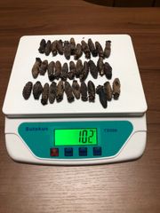 工場直売　関西産　A級品 乾燥赤なまこ  100g30本(計量時102g34本)