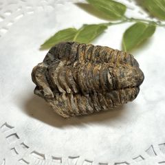 【E13530】三葉虫 古生代デボン紀 化石 モロッコ 化石標本