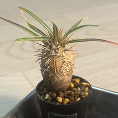 パキポディウムグラキリス (鉢ごと発送) パキポディウム グラキリス 実生株 陶器鉢ごと発送