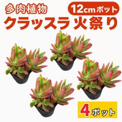 クラッスラ 火祭り 12cm ポット 4個セット 多肉植物 販売 観葉植物 産地直送 苗