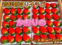 【新鮮朝採り】【ケーキ用】いちご　農家直売　48個入り　冷蔵発送