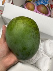 沖縄県産　訳ありキーツマンゴー　1.7〜2キロ