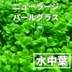 ニューラージパールグラス 水中葉のサムネイル