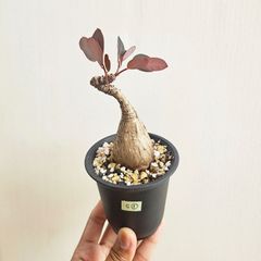 S①〚フィランサス・ミラビリス〛Phyllanthus Mirabilis 塊根植物 コーデックス ポット発送