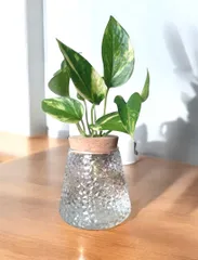 植木鉢 水耕栽培 ガラスポット フラワーポット フラワーベース バルブベイス  コルク  ガラス 花瓶