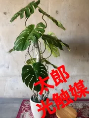 光触媒人工観葉植物ウォールグリーンフェイクフラワーハンドメイド竹116