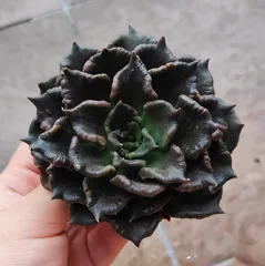メルカリ便　ブラックマディバ錦　韓国苗 2025年最新】マディバ 多肉の人気アイテム - メルカリ