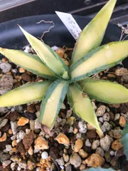 値下げ❗️【美株】アガベホリダ斑入り黄中ホリダ錦黄中斑希少多肉植物