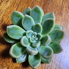 純正短毛丸寄せ植え - メルカリ