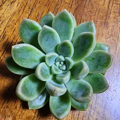 2025年最新】ぼのぼのさん苗の人気アイテム - メルカリ