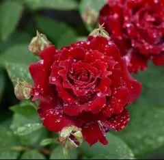 新春特価！超強健の名門フレンチローズ 波打つ花弁 深紅色バラ苗 