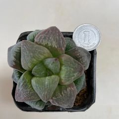 多肉植物　ハオルチア　イザベラエ　抜き苗　根付き
