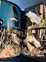 鳥類図鑑　コリンズバードガイド　Collins Bird Guide