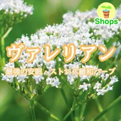 【ハーブの種】ヴァレリアン☆セイヨウカノコソウ 花の種子 約50粒！のサムネイル