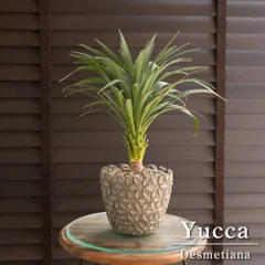 ユッカ☆デスメティアナ☆極上美株☆美型☆ドライガーデン即戦力☆抜き苗 ユッカ☆デスメティアナ☆極上美株☆美型☆ドライガーデン即戦力☆抜き