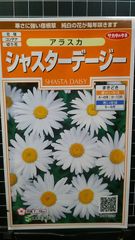 シャスターデージー アラスカ デイジー 種 ３袋セット