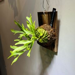 R-013 ビカクシダ　リドレイ　ワイルド株　Platycerium ‘ridleyi’