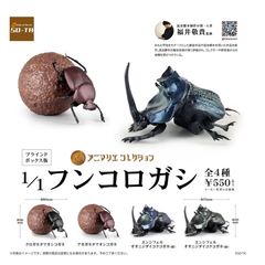 ランキフェルオオニジダイコクコガネ 乾燥標本 ラスト個体 - メルカリ