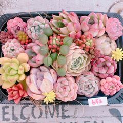 多肉植物 寄せ植えset♡652