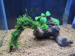 292．流木付き水草 アヌビアスナナ 南米ウィローモス