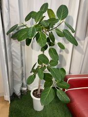 ベンガレンシスゴム A41 現物販売 室内 観葉植物 インテリア