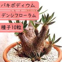 【種子】パキポディウム　デンシフローラム(シバ女王の玉櫛)　種子10粒