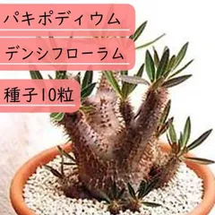 2025年最新】シバの女王の玉櫛の人気アイテム - メルカリ