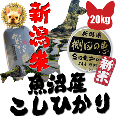令和4年新潟県産 魚沼産 棚田 コシヒカリJA物1等　玄米20kg 精米無料