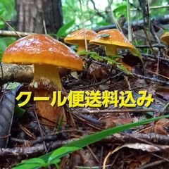 天然きのこ 131　ハナイグチ1.2kg