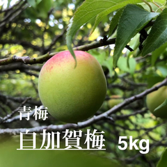 5月下旬～発送予定【2025年度】白加賀梅　青梅～黄梅(中熟)　5kg　山梨県甲府市上曽根町産