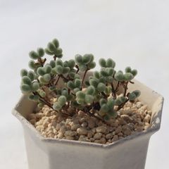 水晶 TK-10-25 ドロサンテマム 写真の子をお届け 多肉植物 ドロサンテマム通販 多肉植物販売