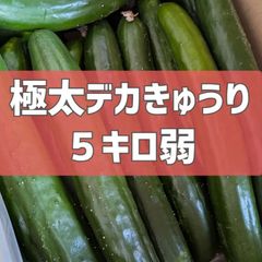 超特価！極太デカきゅうり！　野菜ソムリエサミット銀賞受賞　農家直送　減農薬　有機肥料　きゅうり　訳あり　規格外　5kg 産地直送