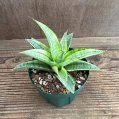 ☆S-17 希少 サンスベリア ブラケニア 斑入り 鉢ごとメルカリ発送 ☆S-17 希少 サンスベリア ブラケニア 斑入り 鉢ごとメルカリ発送