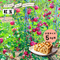 ９月下旬発送予定「紅玉5キロ箱小玉A品B品」 紅玉 5キロ箱 小玉 リンゴ 送料無料