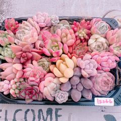 年末特別価格!! 多肉植物 寄せ植えset♡12266