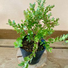 庭木 植木　果樹　ネイティブブルーベリー　プリティ