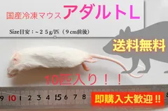 2025年最新】冷凍マウス アダルトlの人気アイテム - メルカリ
