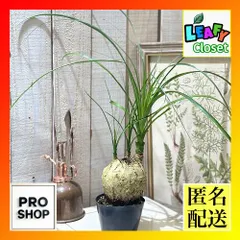 2024年最新】ポニーテール 観葉植物の人気アイテム - メルカリ