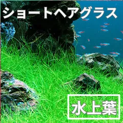 【水上葉】ショートヘアグラスのサムネイル