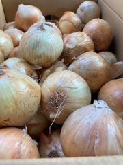 北海道産　訳あり　たまねぎ　約5ｋｇ