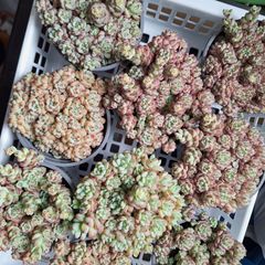 ☆キャラメルスプライト☆多肉植物