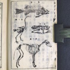 絵入 教科書◆新撰理科書◆生物学 理学 動物 骨格図 虫ほか 明治時代物 浮世絵 UKIYOE 木版画 骨董 古美術 古典籍 古文書 和本 古書#和本～江戸屋～