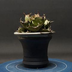"Agave titanota" アガベ チタノタ【FO76コンパクタ】 管理2268