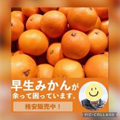☆限定破格☆和歌山県産ゆらみかん蜜柑1.5キロ～２キロ箱☆由良ミカン☆のサムネイル